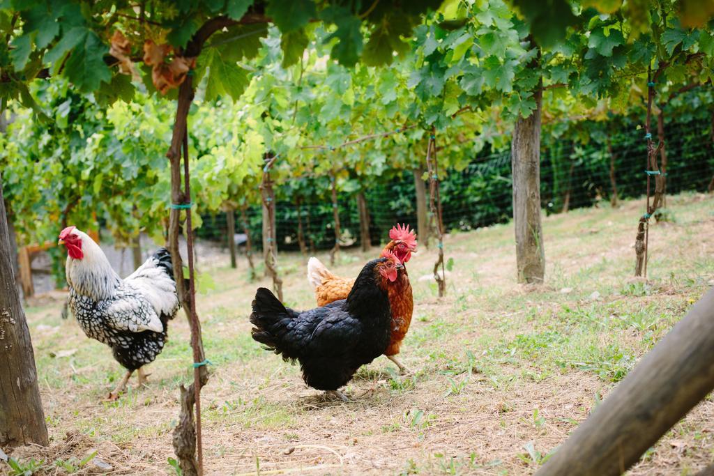Agriturismo Mareli Villa Camaiore Dış mekan fotoğraf
